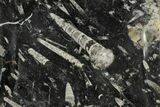 Fossil Orthoceras & Goniatite Square Plate - Stoneware #140292-1